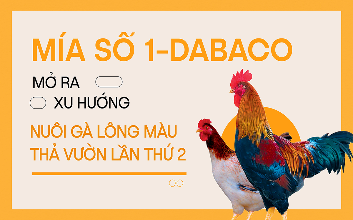 Mía số 1 Dabaco - mở ra xu hướng gà lông màu thả vườn lần thứ 2