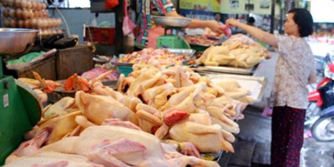 Chỉ cần 6 tiếng, thịt gà Thái sẽ tràn ngập chợ Việt!