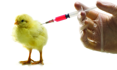 Nâng cao hiệu quả sử dụng vaccine
