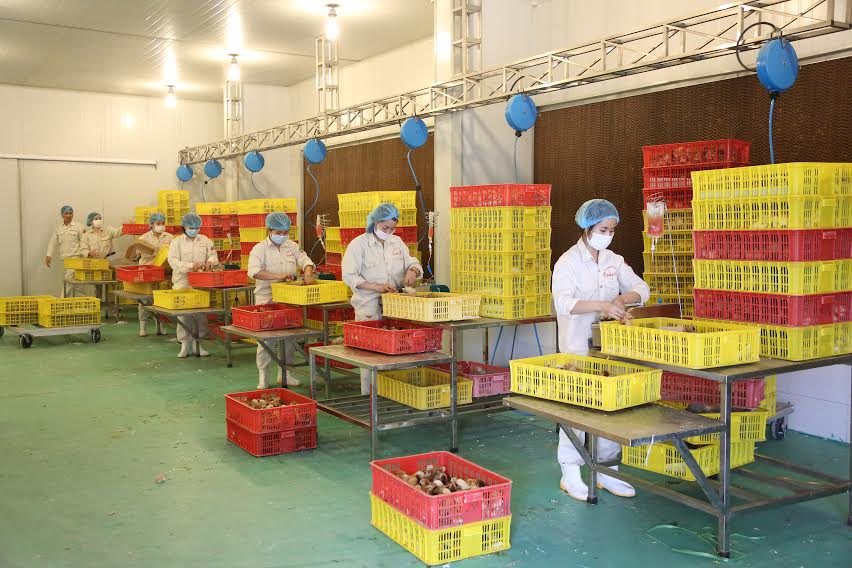 Tiêm vắc xin Marek cho gà 1 ngày tuổi (Tại Nhà máy sản xuất con giống gia cầm DABACO 3)