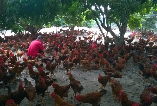 Tương lai gà trắng, gà màu: Trắng tay vì gà trắng!