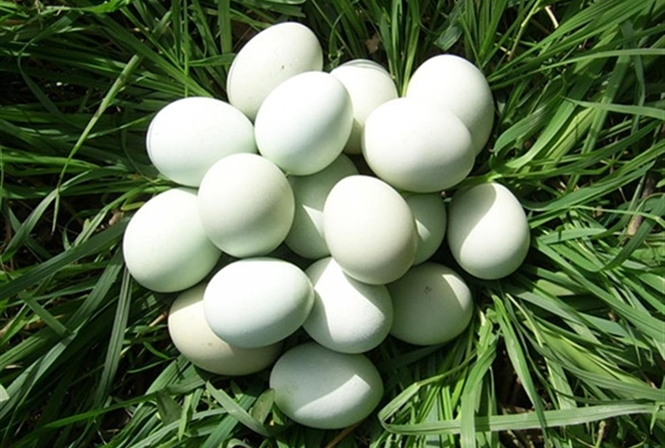 Bất ngờ trứng gà vỏ xanh