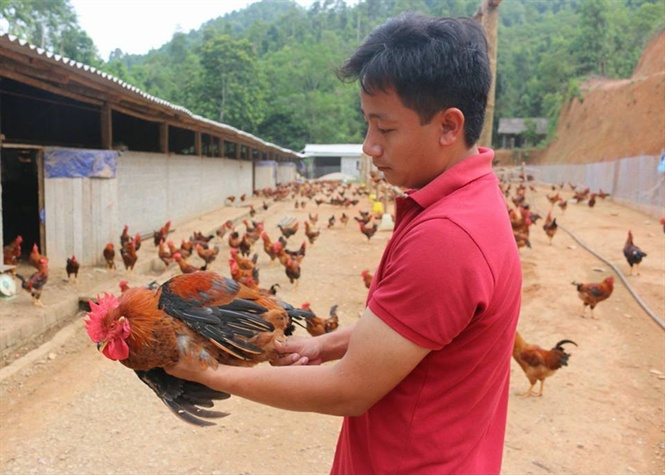 “Giải huyệt” ngành chăn nuôi để xuất khẩu