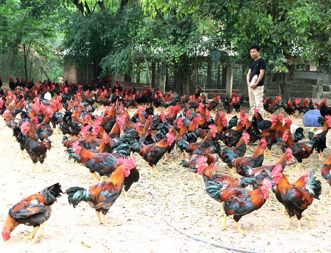 Dabaco và hành trình xoay chuyển giống gà lông màu Việt lên tầm cao mới