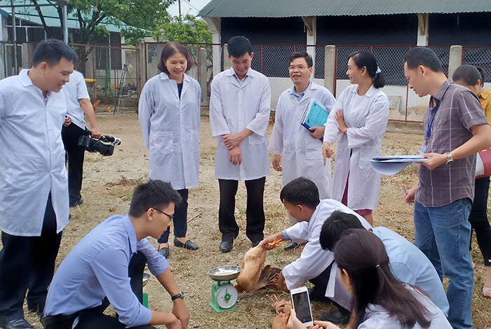 Đánh giá mô hình nuôi gà J- Dabaco trên đệm lót sinh học