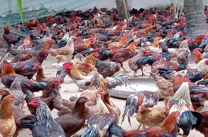 Nuôi gà Nòi Ngũ Sắc, dễ cầm chắc thắng lợi